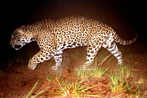 Jaguar vs African lion - Page 6 - Animal vs Animal